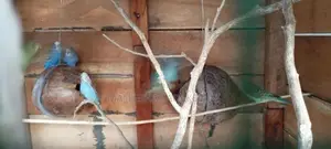 Love Birds