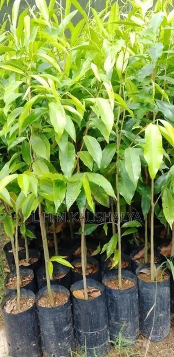 වල්ලපට්ටා පැළ