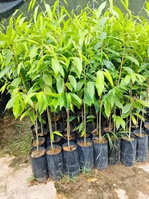 වල්ලපට්ටා පැළ