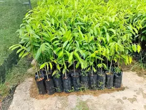 වල්ලපට්ටා පැළ