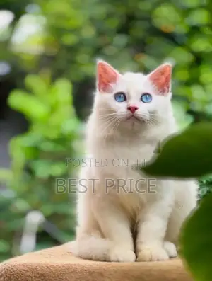 Persian Kitten