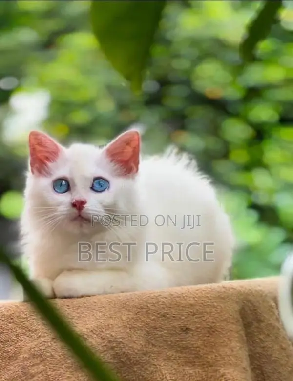 Persian Kitten