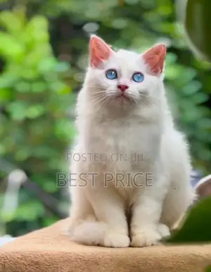 Persian Kitten