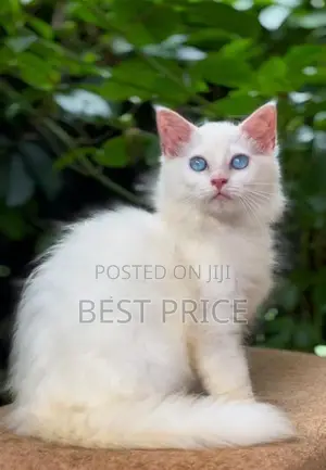 Persian Kitten
