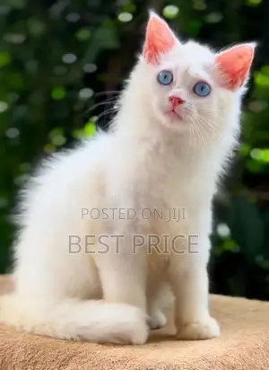 Persian Kitten