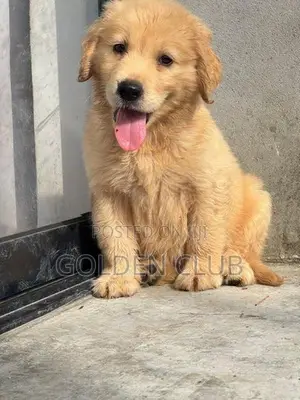 golden retriever puppy