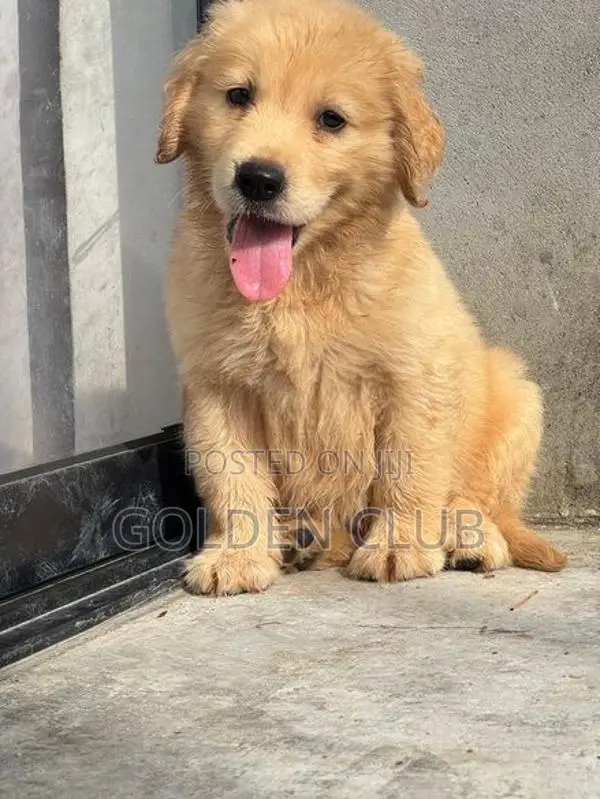 golden retriever puppy