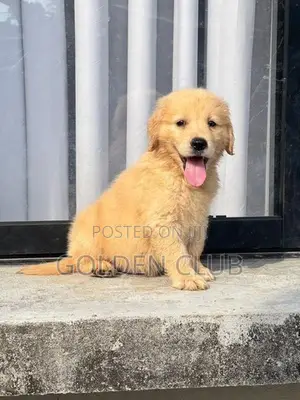 golden retriever puppy