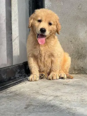 golden retriever puppy