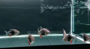 Blackberry Silverdollers