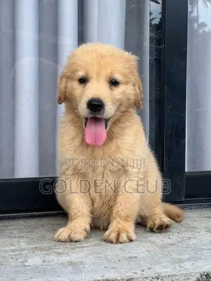 golden retriever puppy