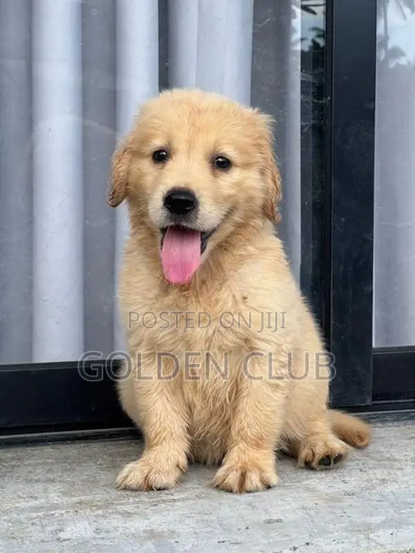 golden retriever puppy
