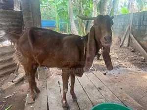 Jamuna Pary