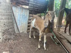 Jamuna Pary
