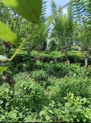 Land for Sale in Kitulgala