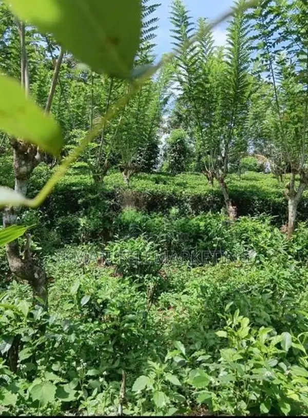 Land for Sale in Kitulgala