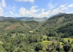 Estate for Sale (3692) Haldumulla