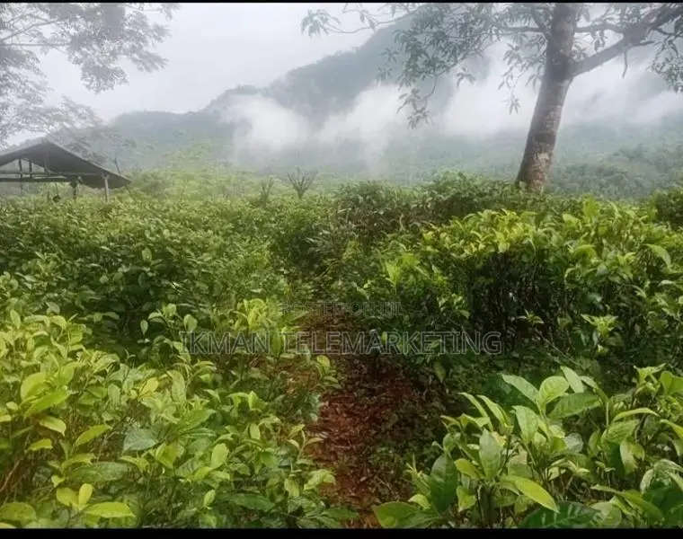 Land for Sale in Kitulgala