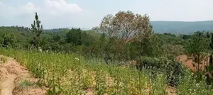 Estate for Sale (3692) Haldumulla