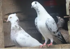 Pigeons පරවියන්