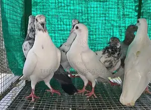Pigeons පරවියන්