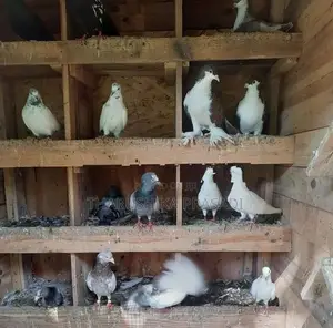 Pigeons පරවියන්
