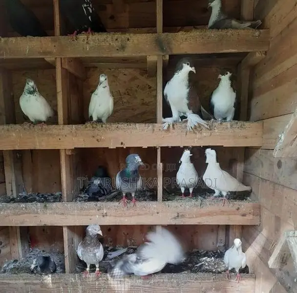 Pigeons පරවියන්