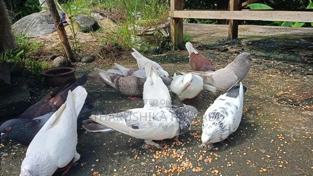 Pigeons පරවියන්