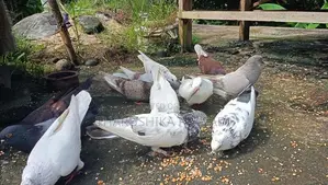 Pigeons පරවියන්