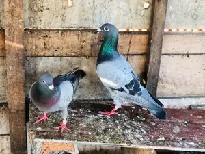 Pigeons පරවියන්