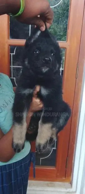 German Shepherd Puppy