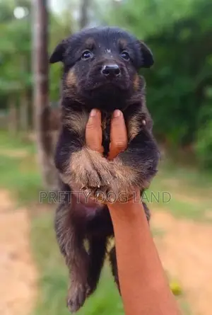 Lion Shepherd Puppies