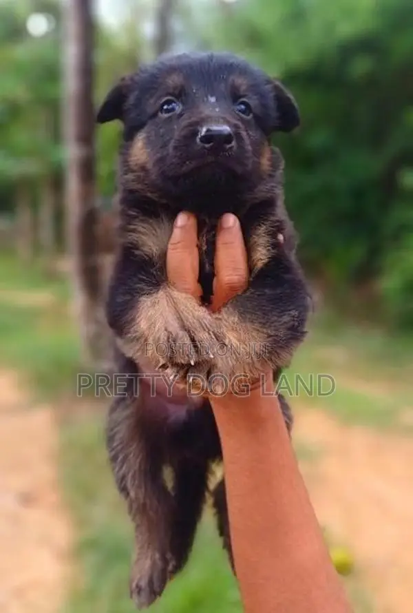 Lion Shepherd Puppies
