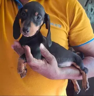 Dachshund Puppies