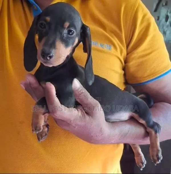Dachshund Puppies