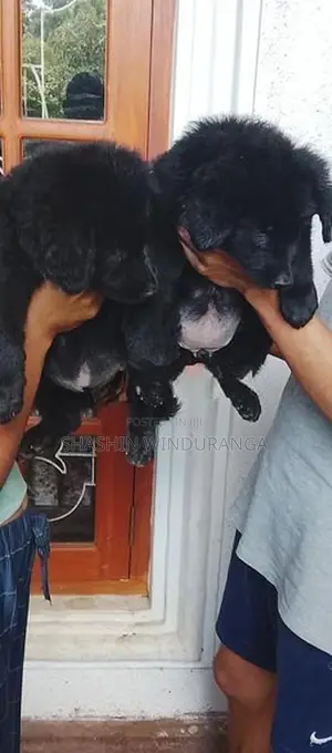 German Shepherd Puppy
