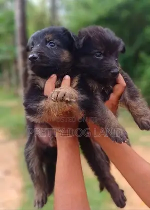 Lion Shepherd Puppies