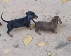 Dachshund Puppies