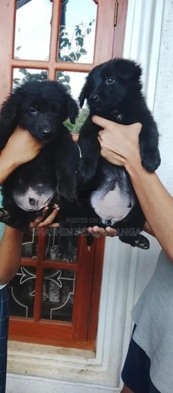 German Shepherd Puppy