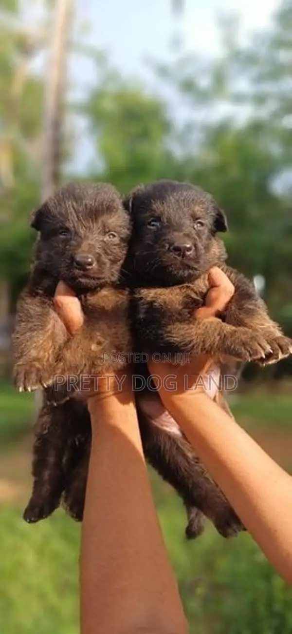 Lion Shepherd Puppies