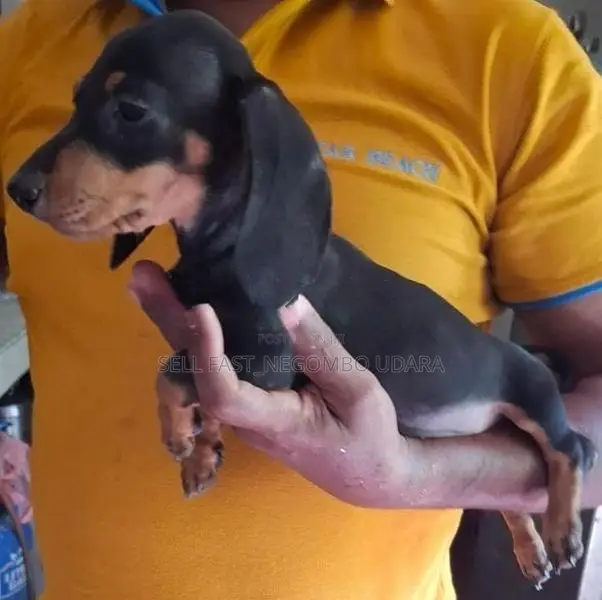 Dachshund Puppies
