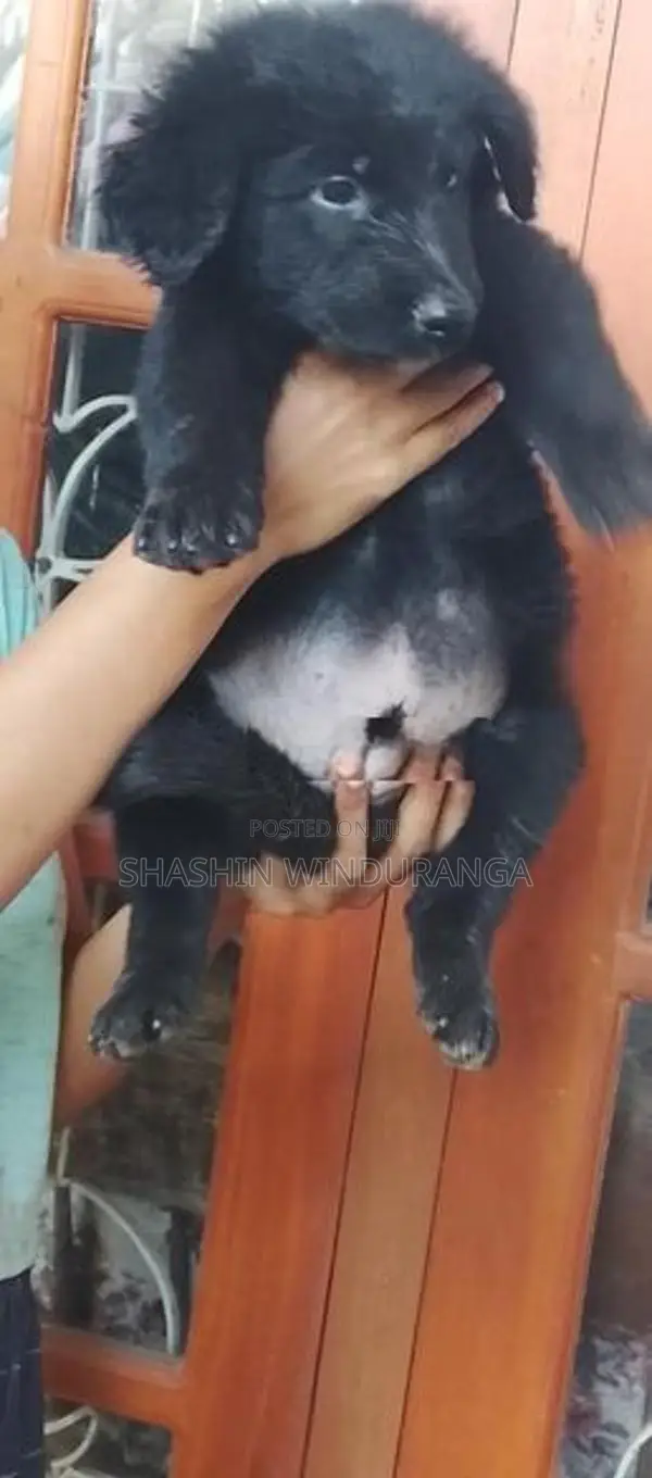 German Shepherd Puppy