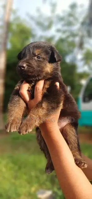 Lion Shepherd Puppies