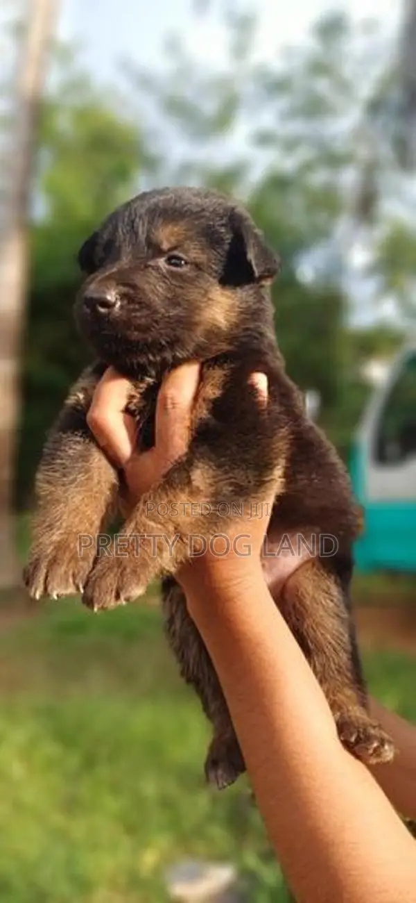 Lion Shepherd Puppies