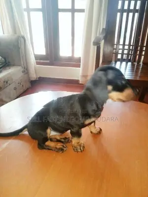 Dachshund Puppies