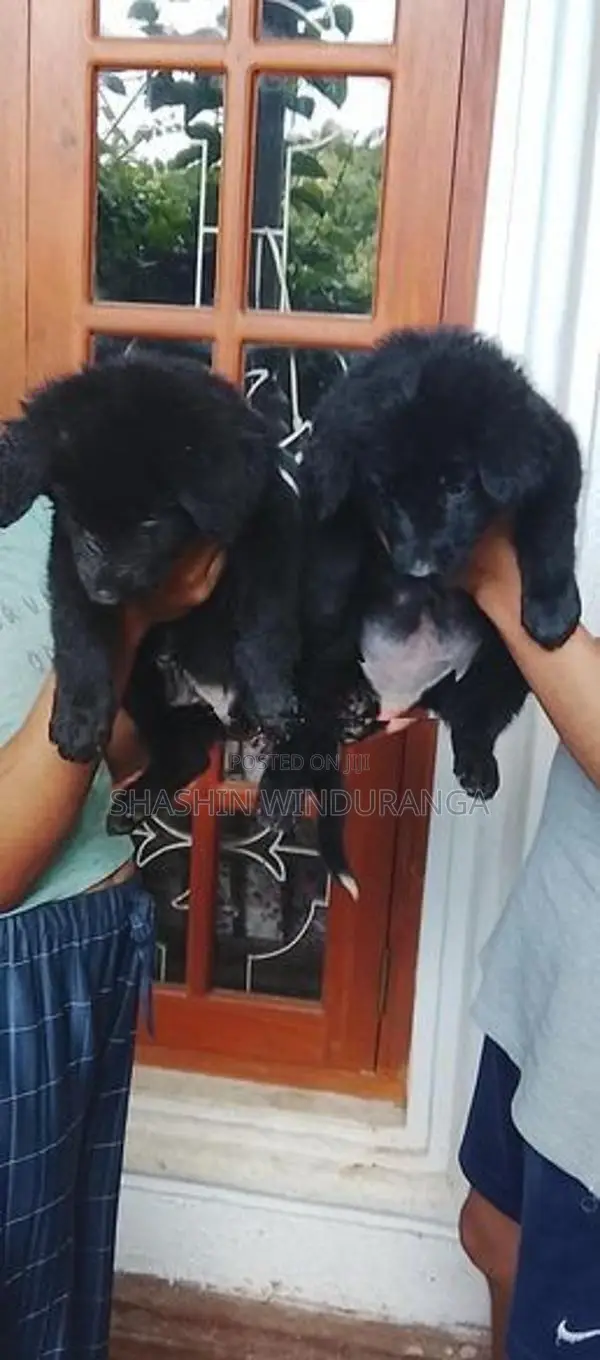 German Shepherd Puppy