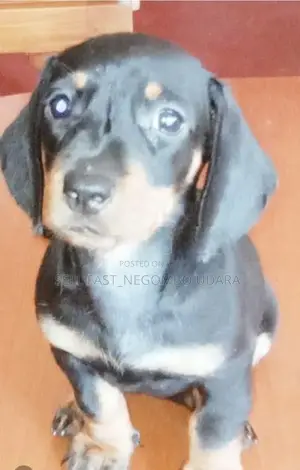 Dachshund Puppies