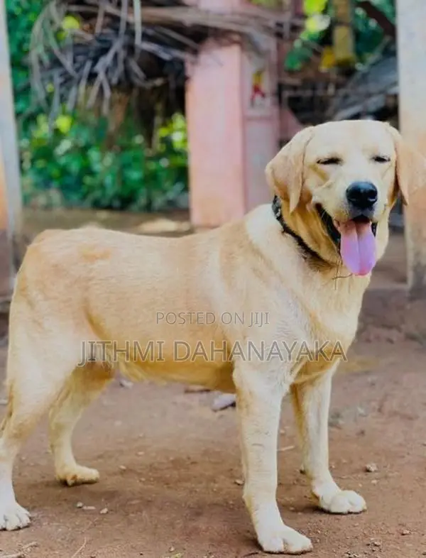 Labrador Retriever