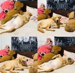 Labrador Retriever