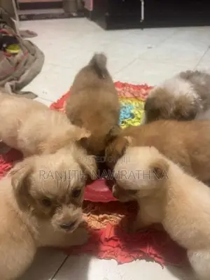 Pomeranian Puppies